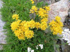 Jacobaea carniolica