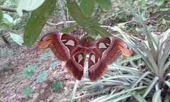 Attacus taprobanis