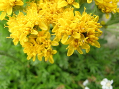 Jacobaea carniolica