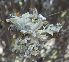 Ramalina glaucescens
