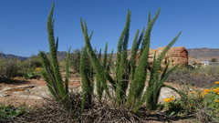 Asparagus juniperoides