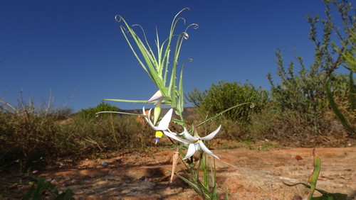 Potatolily (Walleria gracilis)