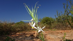 Walleria gracilis