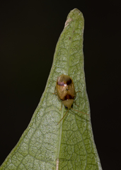 Monolepta bifasciata