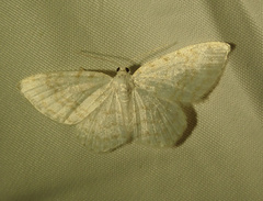 Asthena albulata