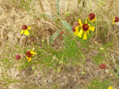 Helenium amarum badium