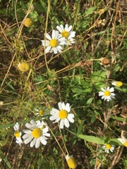 Matricaria chamomilla