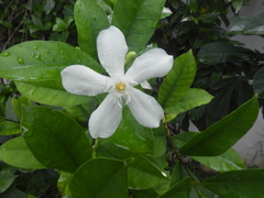 Wrightia antidysenterica