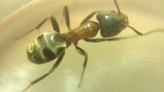 Liometopum microcephalum