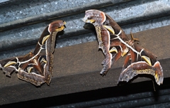 Archaeoattacus edwardsii