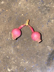 Medinilla medinilliana