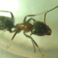 Liometopum microcephalum