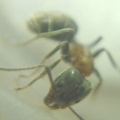 Liometopum microcephalum