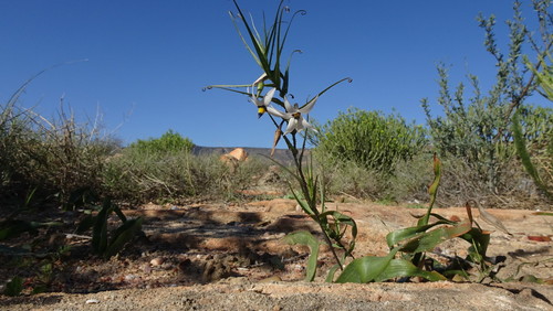 Image of Walleria gracilis by (c) Paul Emms, some rights reserved (CC BY-SA)