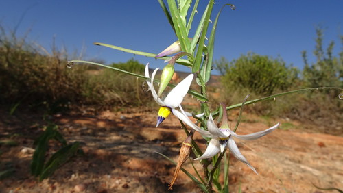 Image of Walleria gracilis by (c) Paul Emms, some rights reserved (CC BY-SA)