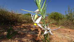 Walleria gracilis