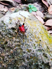 Conocephalus melaenus