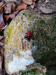 Conocephalus melaenus