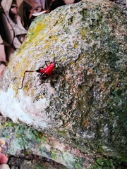 Conocephalus melaenus