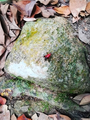 Conocephalus melaenus