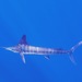 Striped Marlin - Photo (c) Albert Kang, some rights reserved (CC BY-NC), uploaded by Albert Kang