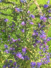 Echium vulgare