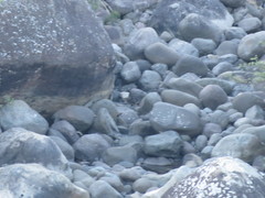 Herpestes pulverulentus