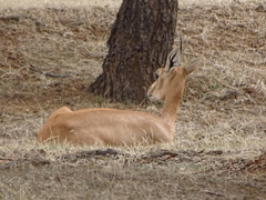 Gazella bennettii