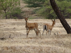 Gazella bennettii