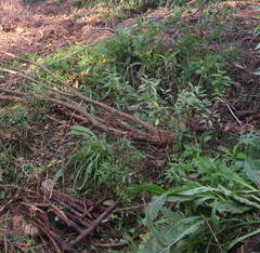 Haloragis erecta erecta