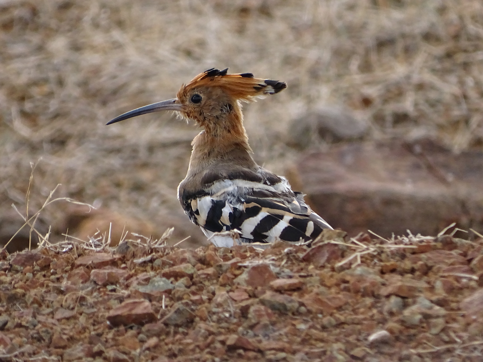 Common Hoopoe
