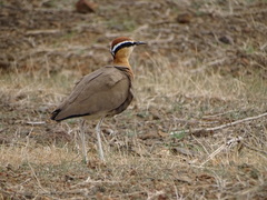 Cursorius coromandelicus