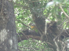 Turdus olivaceus
