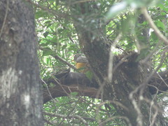 Turdus olivaceus