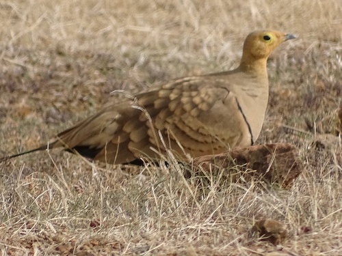 Chestnut-bellied Sandgrouse