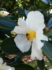 Apis mellifera