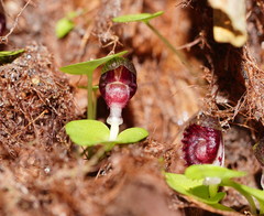 Corybas grumulus