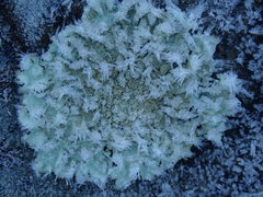 Flavoparmelia haysomii