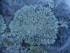 Flavoparmelia haysomii