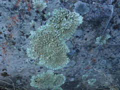 Flavoparmelia haysomii