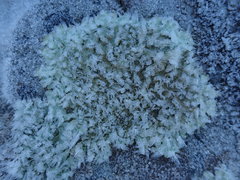 Flavoparmelia haysomii