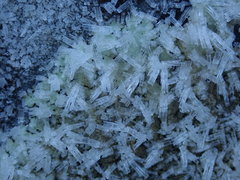 Flavoparmelia haysomii