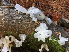 Tremella fuciformis image