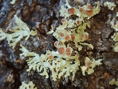Pannaria pallida