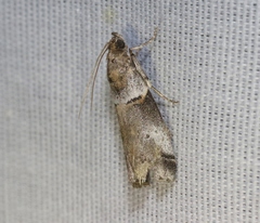 Acrobasis comptella