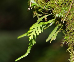 Notogrammitis heterophylla