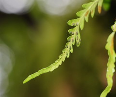 Notogrammitis heterophylla