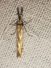 Pleurota honorella