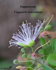 Capparis tomentosa