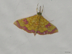 Isocentris filalis